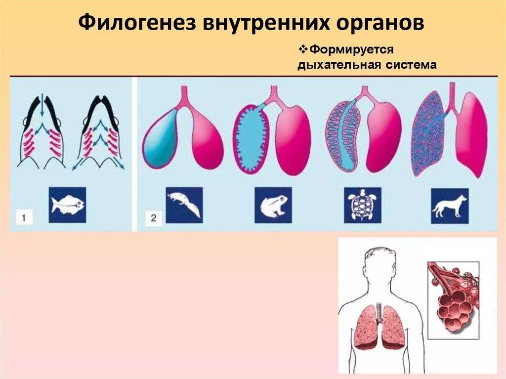 Филогенез органов. Эволюция дыхательной системы позвоночных. Эволюция дыхательной системы позвоночных животных. Филогенез дыхательной системы. Схема эволюции дыхательной системы.