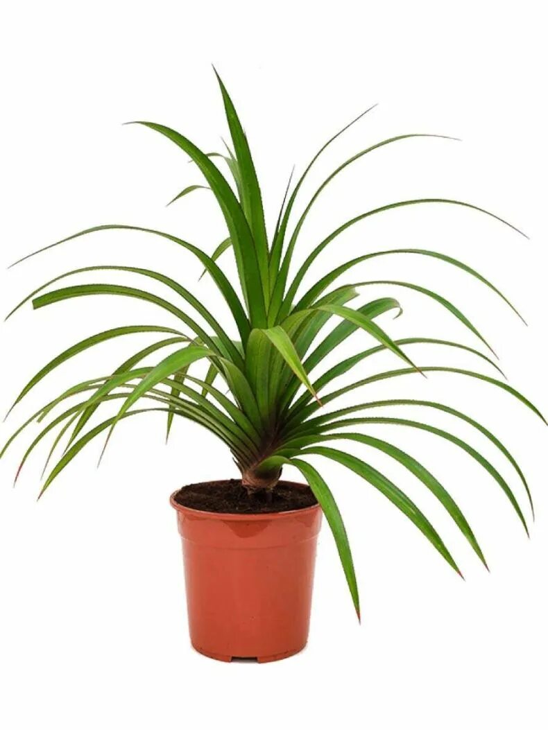 Комнатное растение панданус. Панданус винтовая пальма. панда на пальме. хлорофитум панданус. комнатные растения пальма панданус.