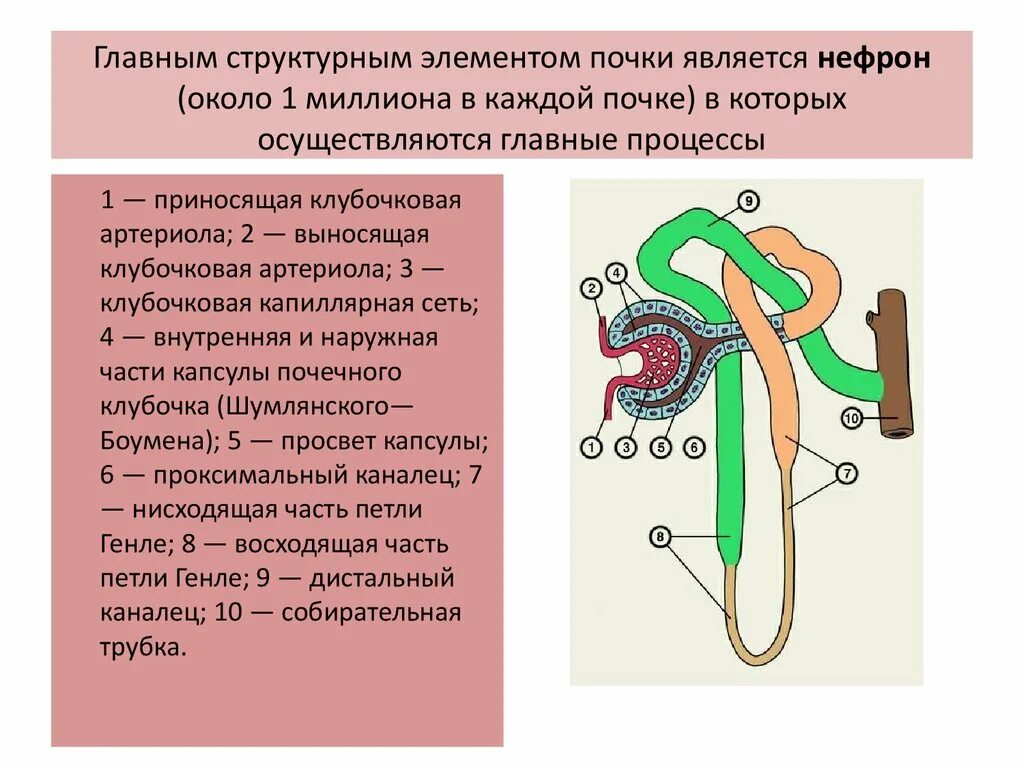 Строение нефрона патофизиология. Выносящая артериола нефрона. Элемент почки нефрон. Структурные элементы почек.