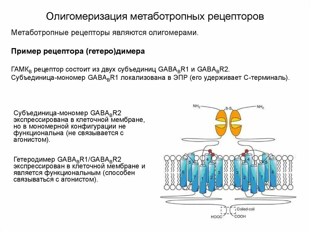 Из чего состоит рецептор. Рецепторы примеры. примеры метаботропных рецепторов. метаботропные рецепторы примеры. олигомеризация примеры биология.