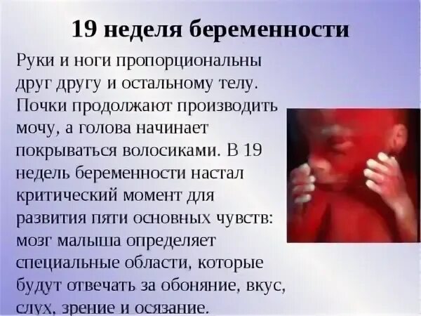 Ощущение 19 недель. Размер ребенка на 19 неделе. Ребёнок в 19 недель беременности Размеры плода. Размер ребенка на 19 неделе беременности. Эмбрион на 19 неделе беременности.