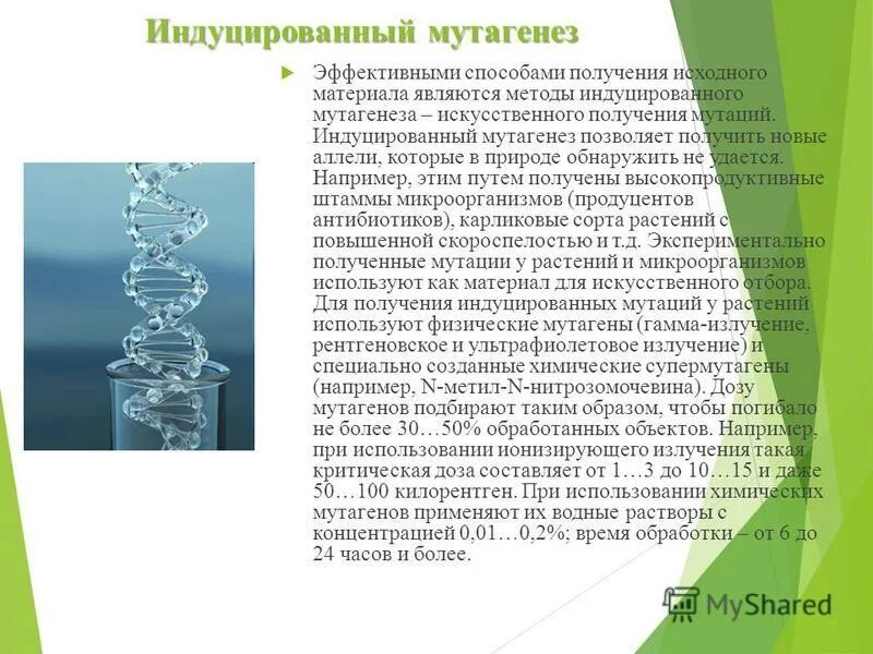 Индуцированный мутагенез в селекции примеры. Индуцированный мутагенез в селекции. Искусственный мутагенез в селекции. Индуцированный мутагенез. Индуцированный мутагенез в селекции.