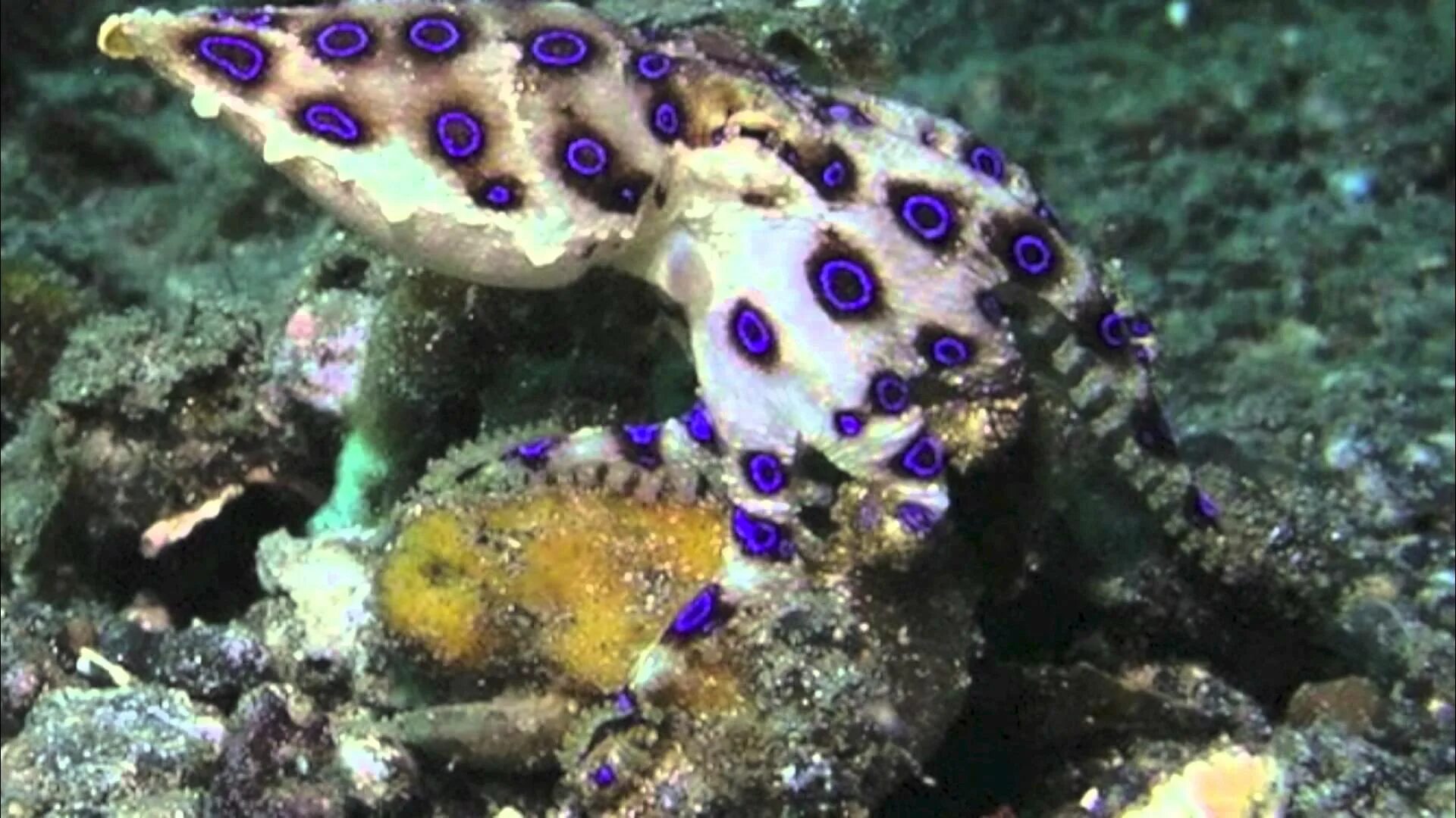 лягушка древолаз золотой. синий кольчатый осьминог. амазонская гадюка. австралийский полоз. лягушка древолаз.