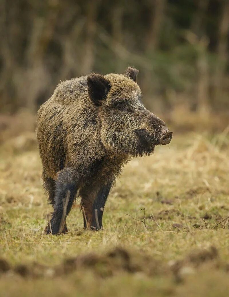 Кабан тебердинский заповедник. Кабаны заповедника нургуш. Депрессивный кабанчик. Центрально европейский кабан. Европейский дикий кабан.