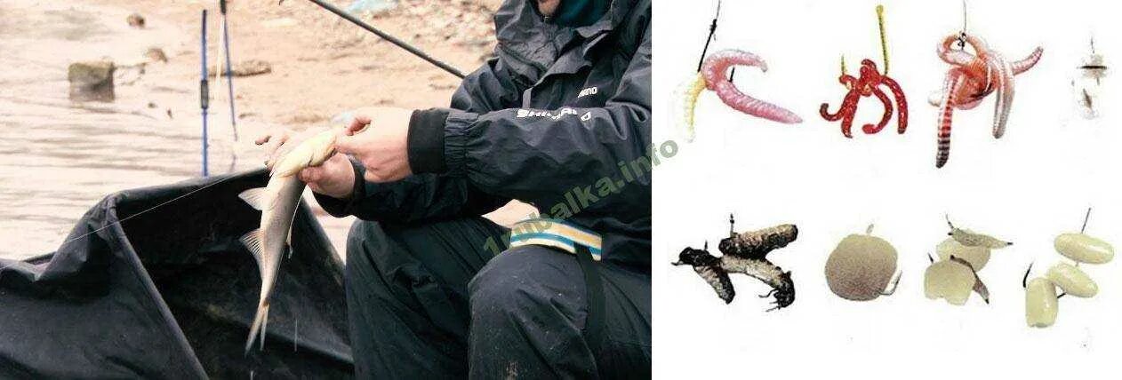 На что ловить осетра на рыбалке