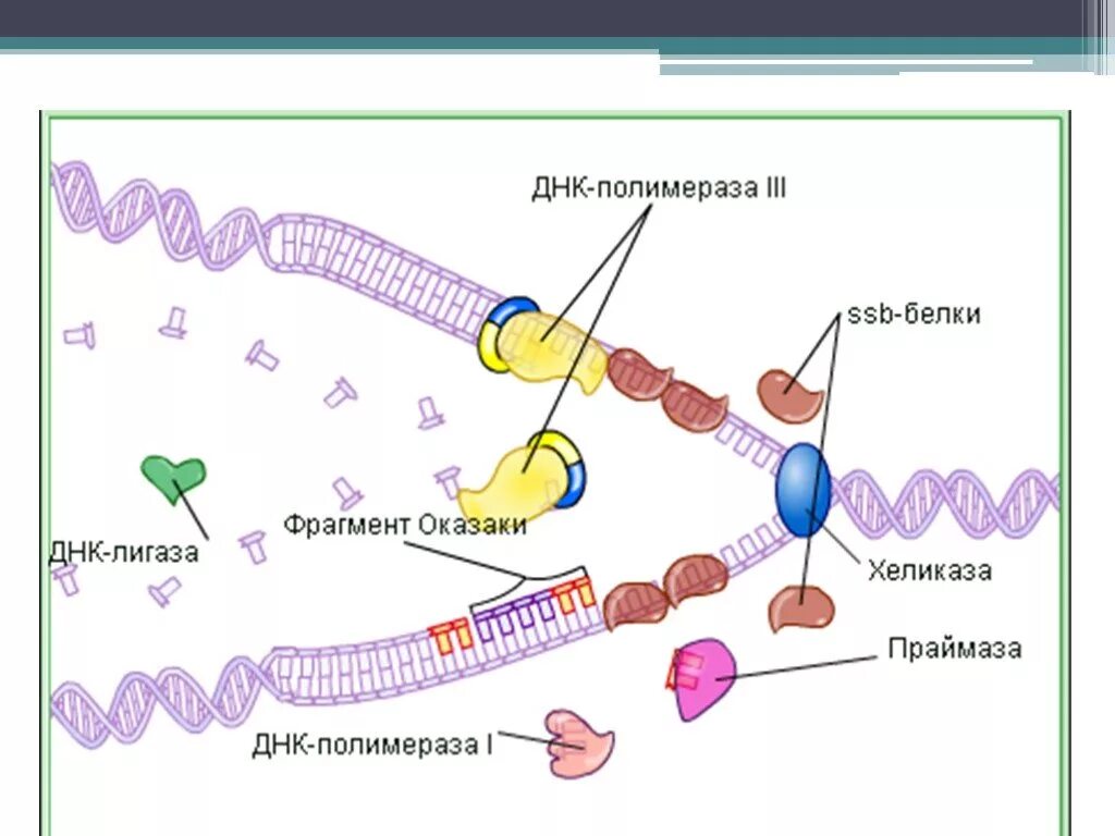 ДНК полимераза репликация ДНК. Репликация ДНК структура ДНК. Оказаки репликация ДНК. Биологии репликация ДНК схема. Репликация в биологии