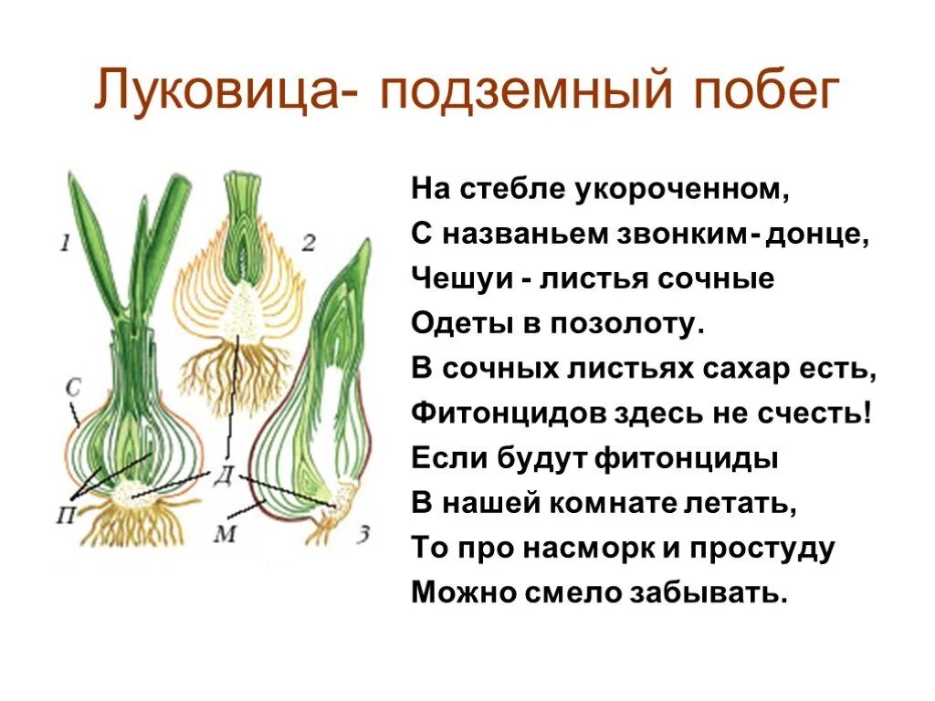 Видоизменённые подземные побеги клубень. Луковица видоизмененный подземный побег. Клубнелуковица побег стебель. Видоизменение побегов луковица строение.