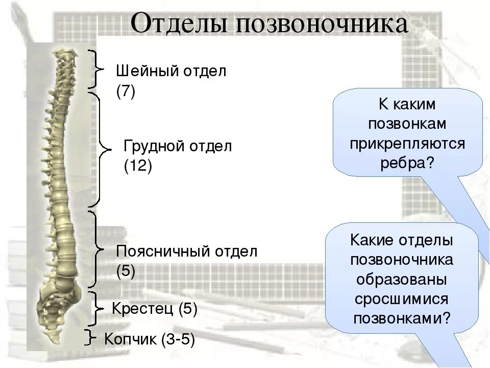 Отделы спины. Отделы позвоночника. 5 Отделов позвоночника. 7 Позвонок грудного отдела. Шейный отдел позвоночника —7 позвонков.