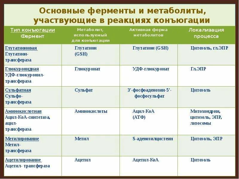 Ферменты участвующие в трансляции. Ферменты участвующие в трансляции