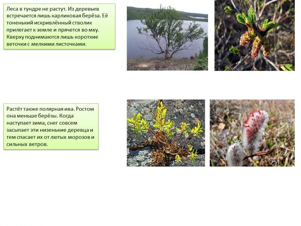 Карликовая березка в какой природной зоне. Карликовая береза и Полярная Ива. Карликовая Ива в тундре. Полярная Ива в тундре. Что растет в тундре деревья.