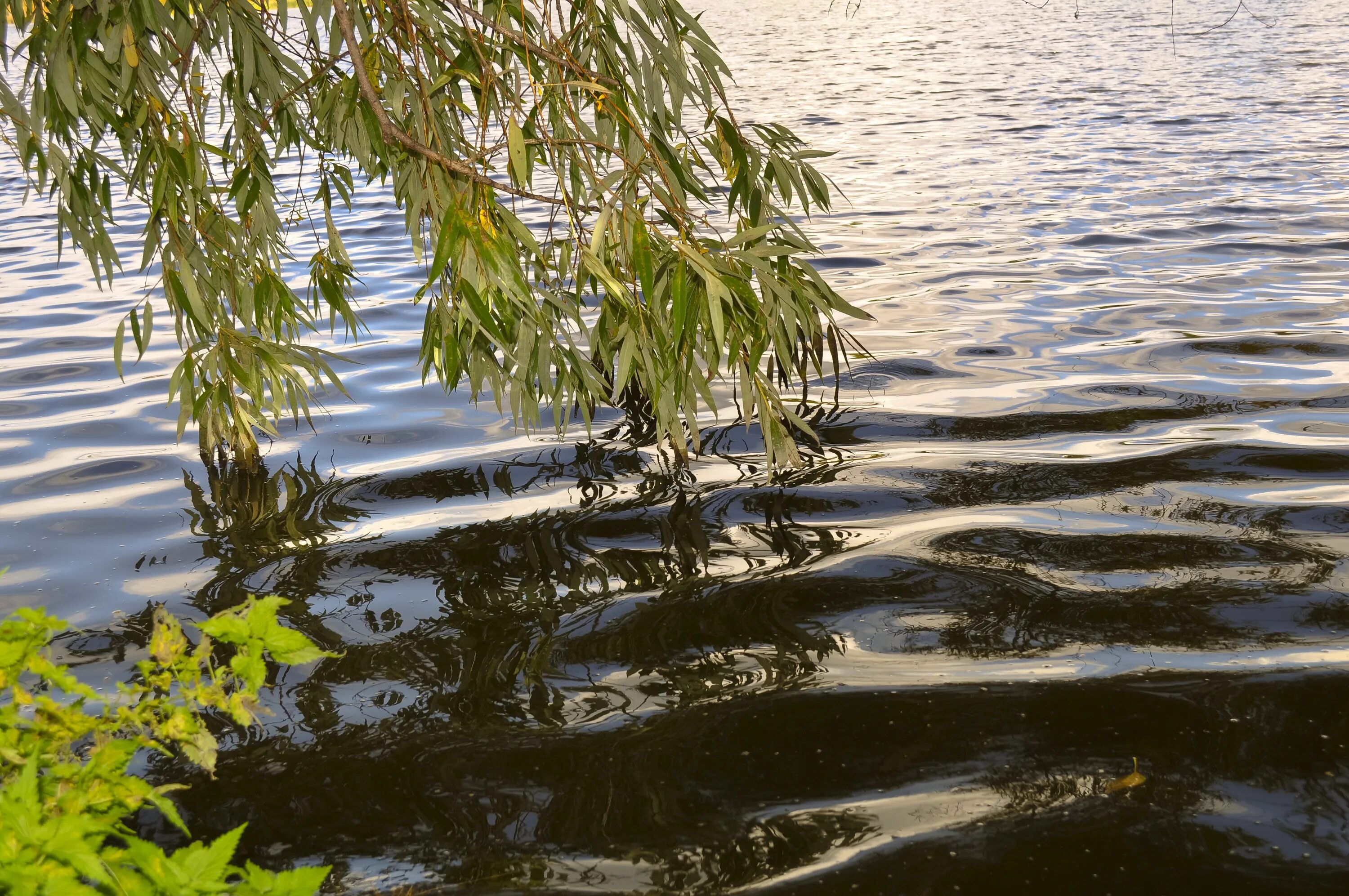 Ива у воды. Ветка в воде. Ветки ивы в воде. Ветка над водой.