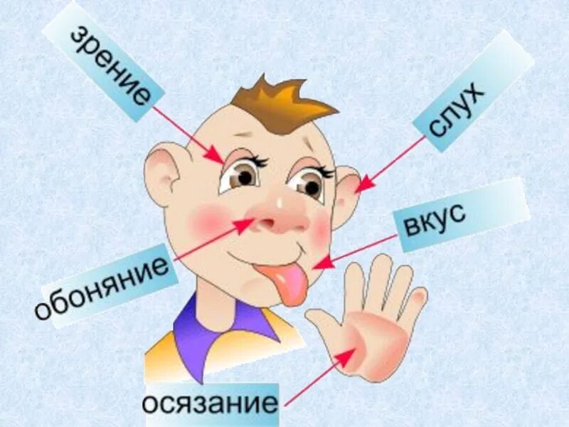 Органы чувств примеры. Органы чувств человека. Логаны чувств у человека. Пять органов чувств. 5 Чувств человека.