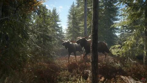 Игра вилд хантер