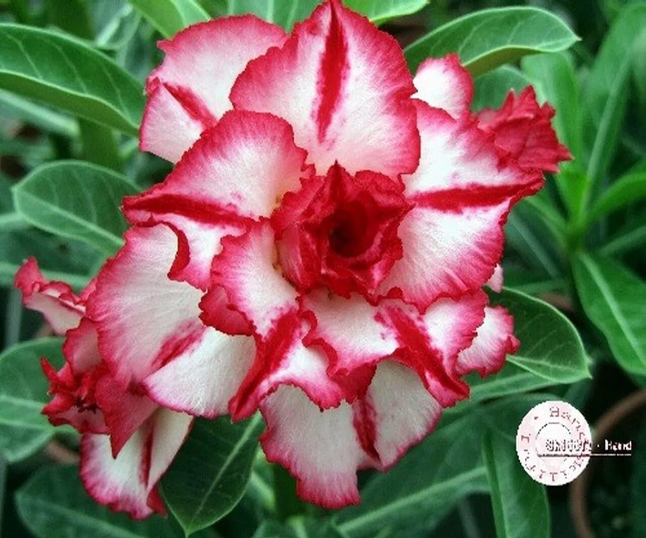 Новые сорта и гибриды. Adenium Obesum Hybrid. Адениум черри. Адениум Обесум махровый. Адениум Обесум ред.