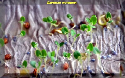 Прорастить семена помидор на туалетной бумаге