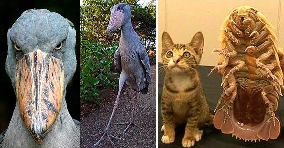 Необычные существа. Акула-домовой или акула-гоблин. Живые существа. Эль чупакабра козий вампир. Эль чупакабра козий вампир.