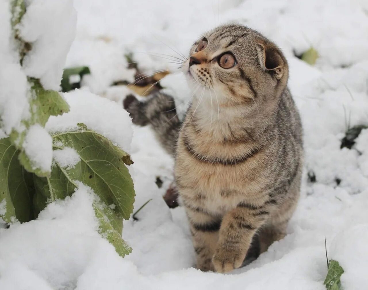 Зимний кот. Снежная кошка. Котики зимой. Кот в снегу.