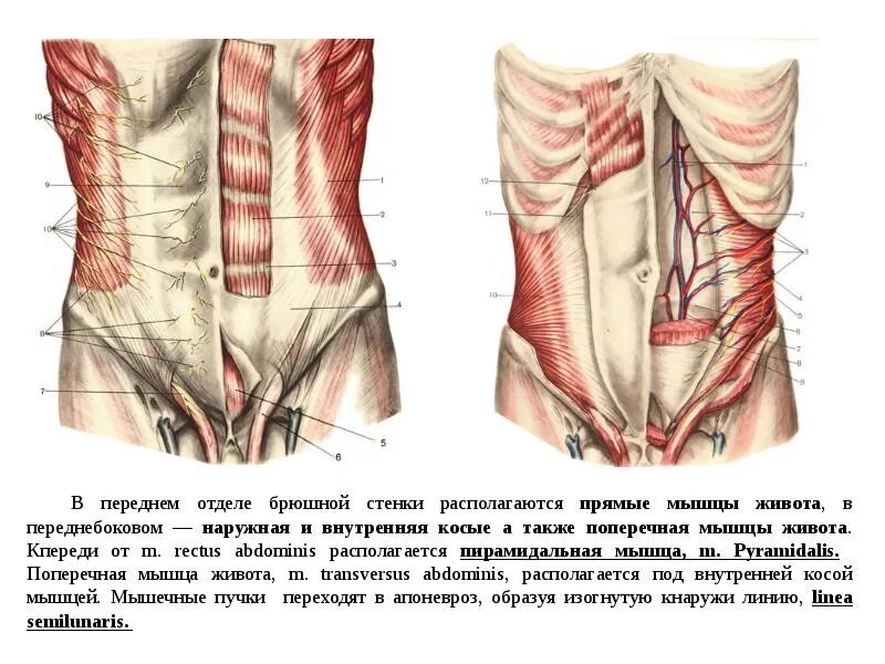 Стенка анатомия. Топографическая анатомия передней брюшной стенки отделы области. Мышцы брюшной стенки топографическая анатомия. Мышцы передней брюшной стенки топографическая анатомия. Передняя брюшная стенка мышцы анатомия строение.