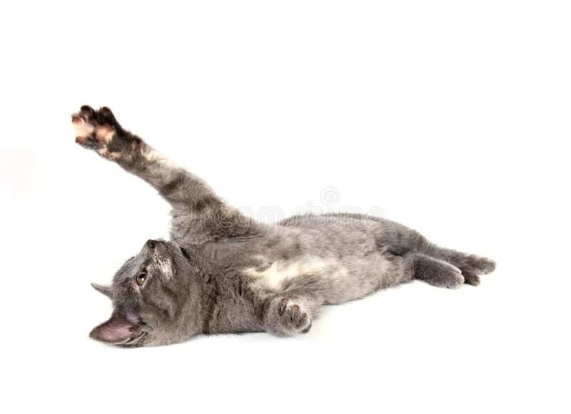 Кот кладет лапу на лапу. Кот греет лапки скульптура. котенок лежит с руками за головой. cat laying down. котик трогает лапкой рисунок.