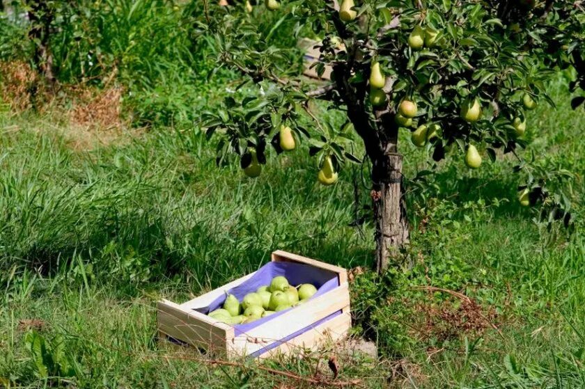 Растущие в саду 6 деревьев. Груши на ветке. Pyrus communis дерево. Дерево яблони жарден. Среднеазиатская яблоня.