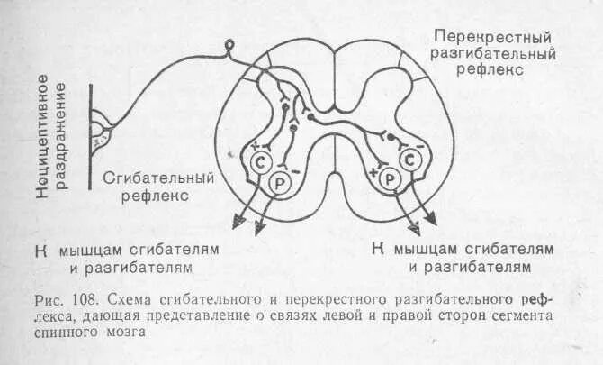 Рефлекторная дуга сгибательная рефлексы. Рефлекторная дуга защитного сгибательного рефлекса. Схема рефлекторной дуги защитного сгибательного рефлекса. Рефлекс сгибания схема. Перекрестный разгибательный рефлекс схема.