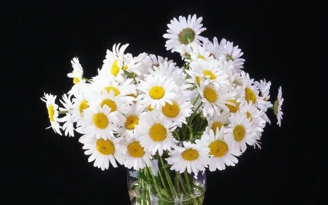 Цветы ромашки букет