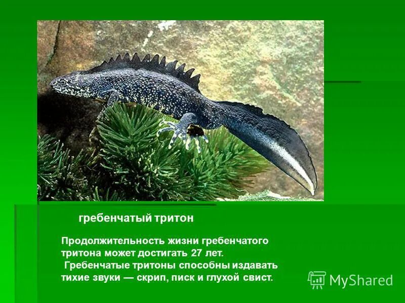 Гребенчатый тритон развитие прямое. Гребенчатый тритон метаморфоз. Гребенчатый тритон развитие. Гребенчатый тритон отряд. Гребенчатый тритон слайд.