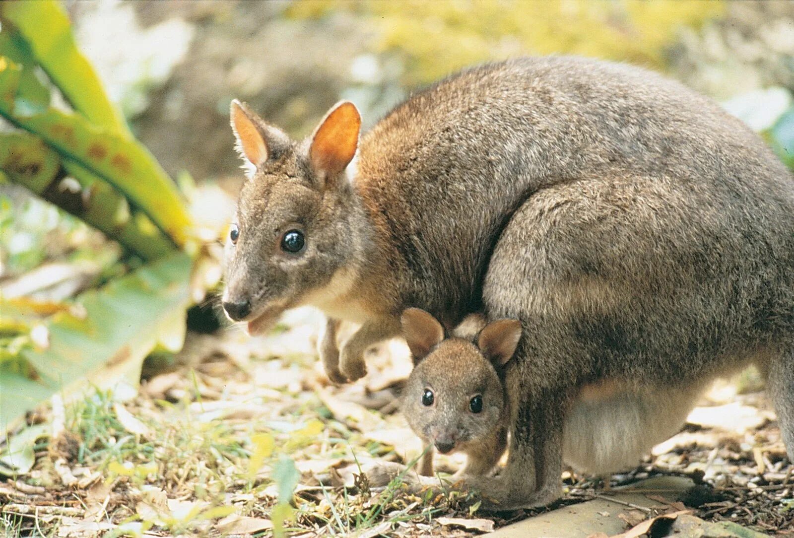 Какие домашние млекопитающие. Сумчатые кенгуру. Сумчатые кенгуру в Австралии. Сумчатый муравьед Австралии. Австралия сумчатые звери.