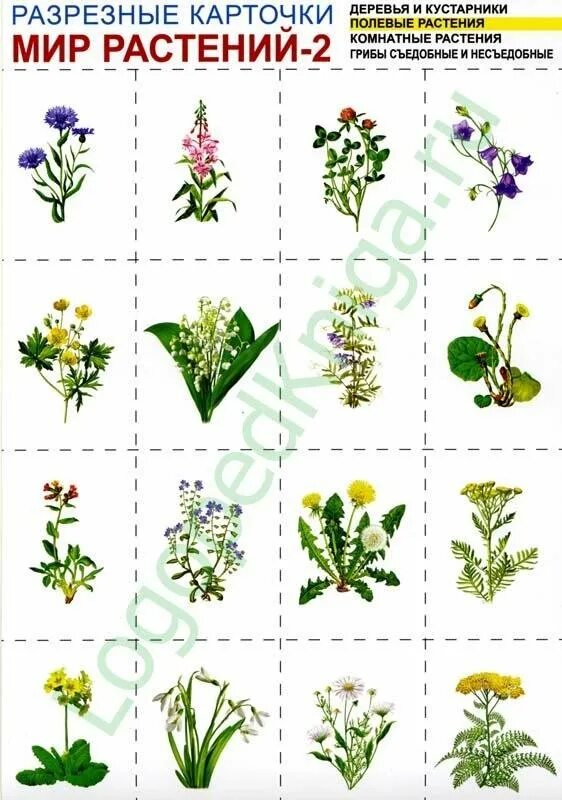 Мир растений-2. комплект разрезных карточек. Карточки с изображением цветов. Растения для дошкольников. Растения карточки для детей. Мир растений игры