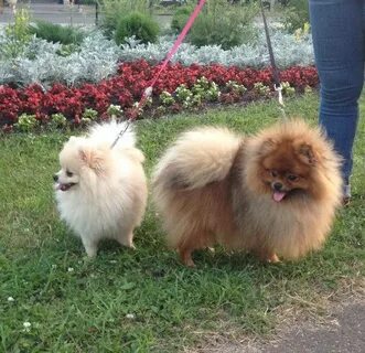 Шпиц отличия
