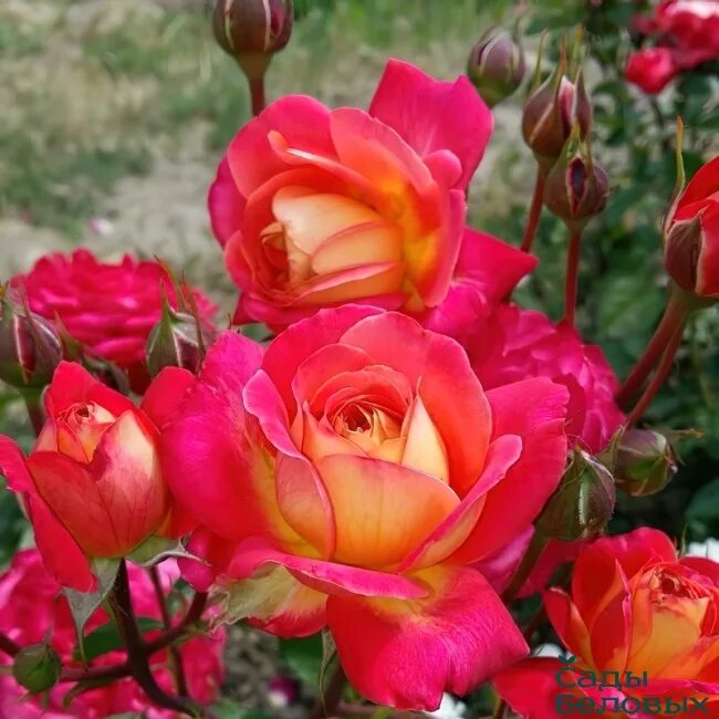 Midsummer - RoseCatalog.ru
