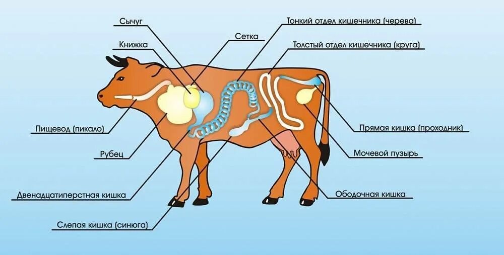 У каких животных короткий кишечник. Строение пищеварительной системы жвачных животных. Анатомия пищеварительной системы КРС. Пищеварительная система теленка схема. Пищеварительная система коровы анатомия.