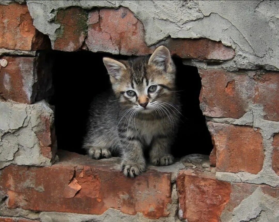 Домашние животные в многоквартирном доме. Кошки в подвале. Котик в подвале. Подвальные котята. Уличные котята.