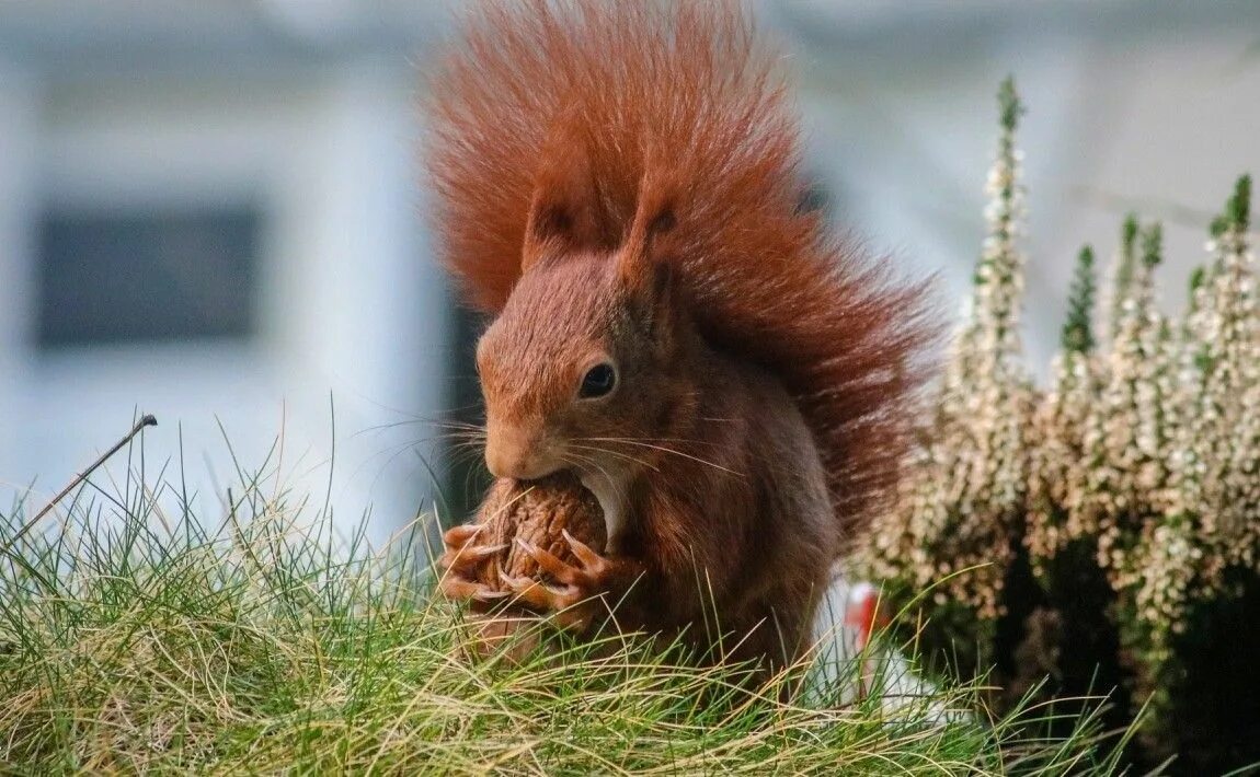цветочный медведь кинкажу. полезные живот. бык и теленок. полезные живот. морские свинки.