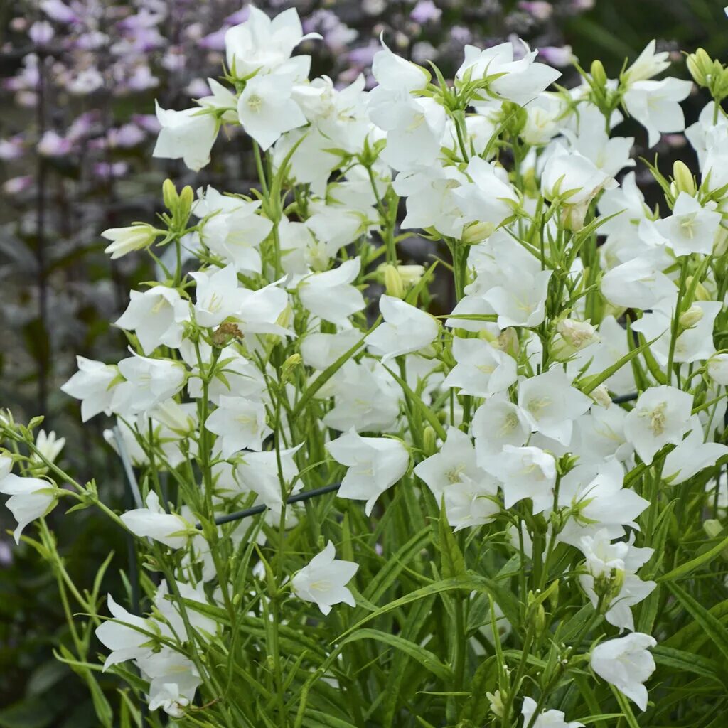 Как посадить колокольчик. Колокольчик персиколистный (Campanula persicifolia). Колокольчик персиколистный (Campanula persicifolia l.). Колокольчик персиколистный (Campanula persicifolia `Takion Blue`). Колокольчик персиколистный посадка.