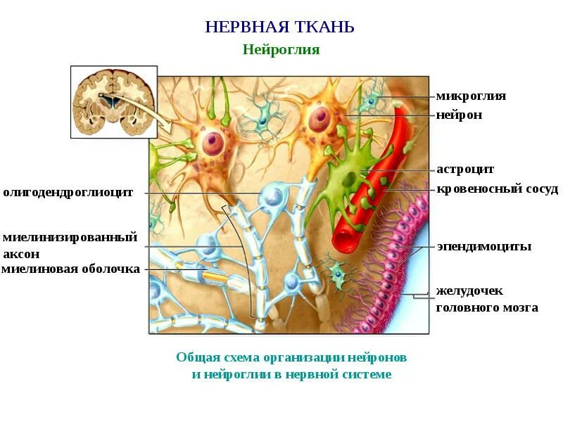 Вспомогательные нервные клетки. Нервная ткань. Нервная ткань глия. Нервная ткань Нейроны и нейроглия. Нервная ткань макроглия.
