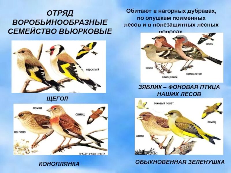 Воробьинообразные птицы таблица. Отряд Воробьинообразные представители. Птицы отряда воробьиных. Виды воробьиных птиц. Птицы средней полосы отряда воробьиных.