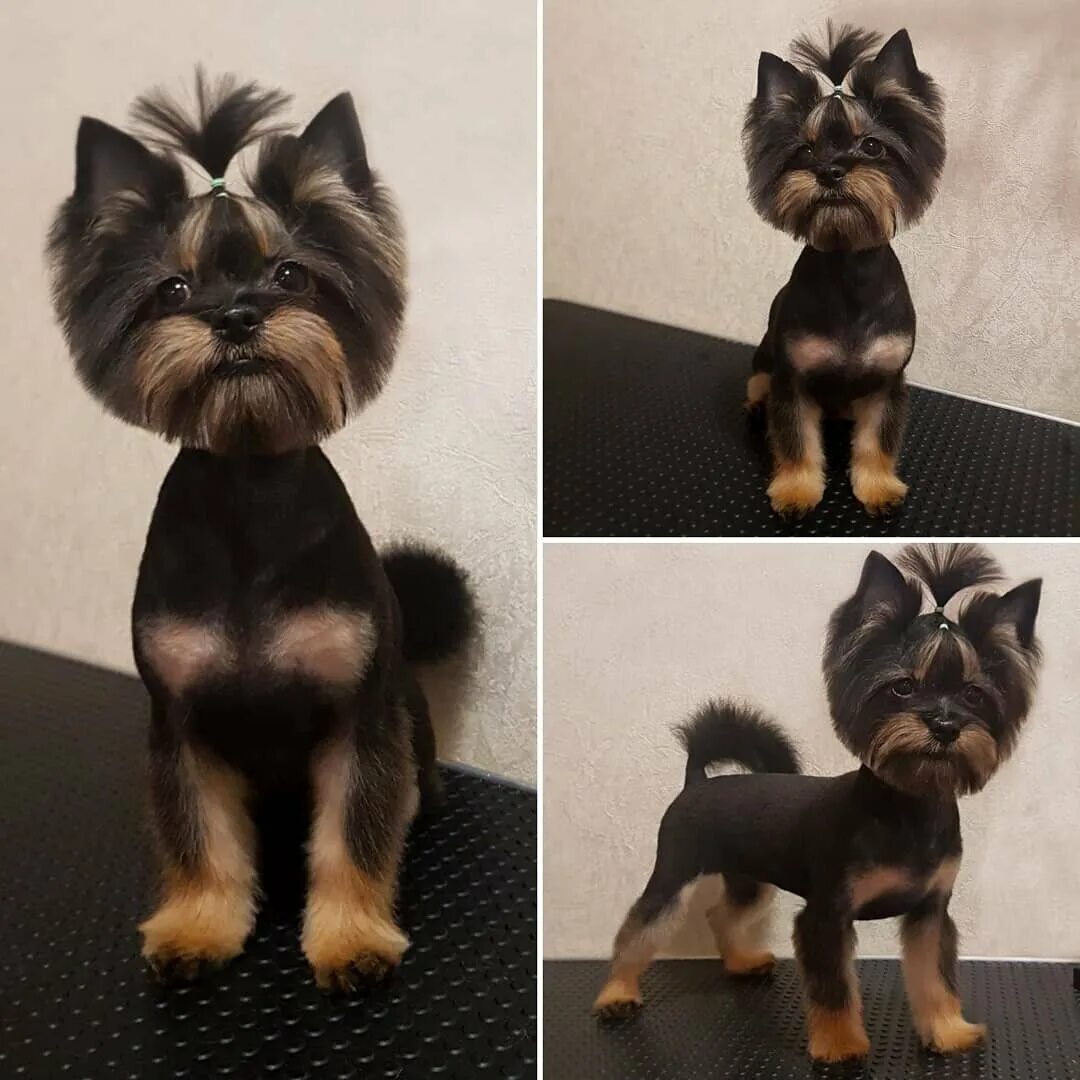 парикмахер для собак. пёс и кот зоосалон боброво. стрижка собак. груминг в оренбурге. креативная реклама груминга.