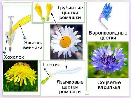 Корзинка ромашки соцветие