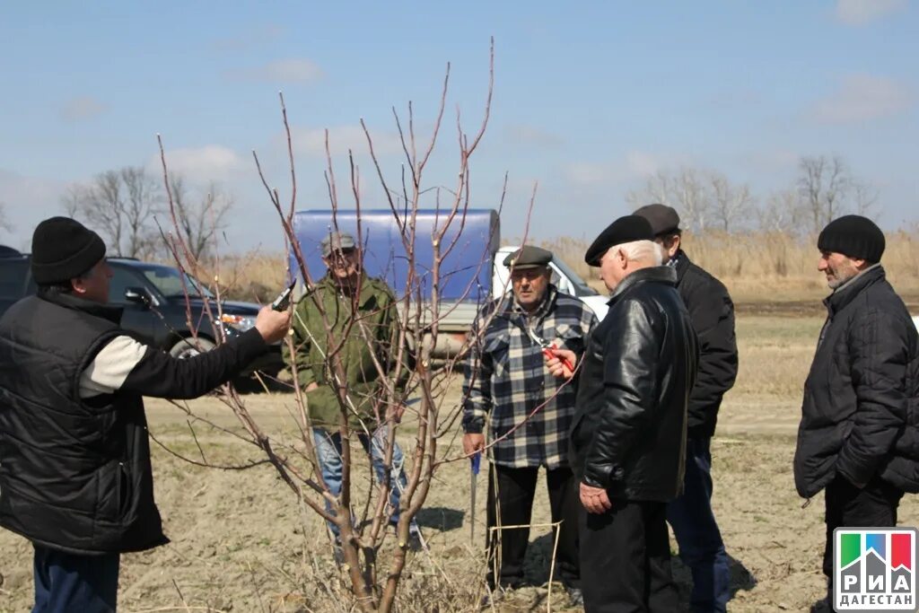 Сар сар Кизлярский район. Село Цветковка Кизлярский район. Село вперед Кизлярский район. Село Черняевка Кизлярский район Дагестан.