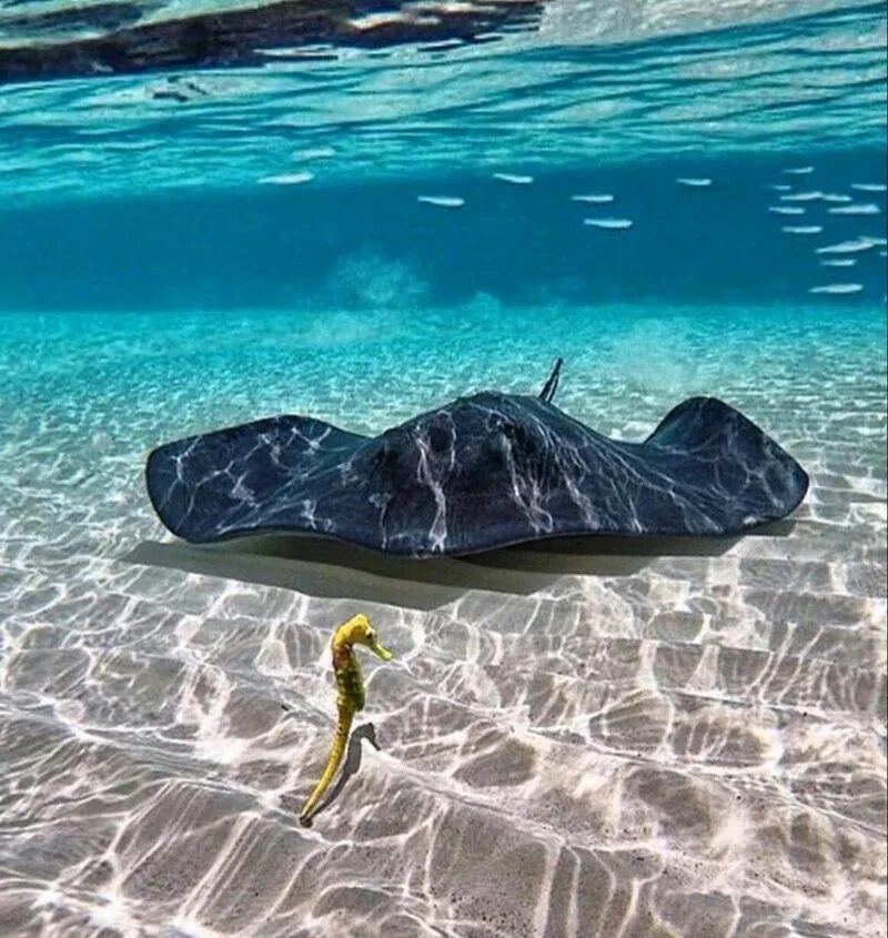 Жизнь в океане и на суше. Скат хвостокол Мальдивы. Скат орляк на Мальдивах. Скаты индийского океана. Пятнистый Скат орляк Мальдивы.