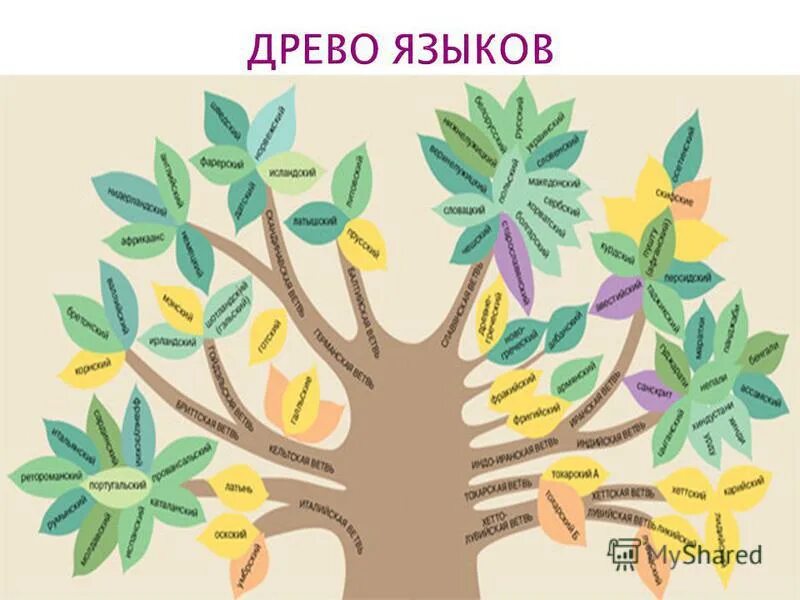 генеалогическое древо индоевропейской семьи языков. индоевропейские языки генеалогическое древо. генеалогическое древо индоевропейских языков языковые группы. древа шлейхера индоевропейская семья. индоевропейская семья древо.