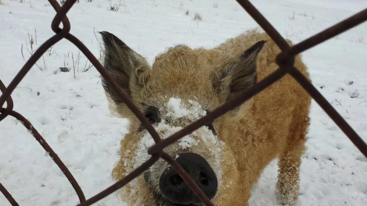 Висимский заповедник Оленья ферма. Оленья ферма Нижний Тагил Висим. Оленеводческая ферма в Висиме. Посёлок Висим Оленья ферма. Оленья ферма нижний