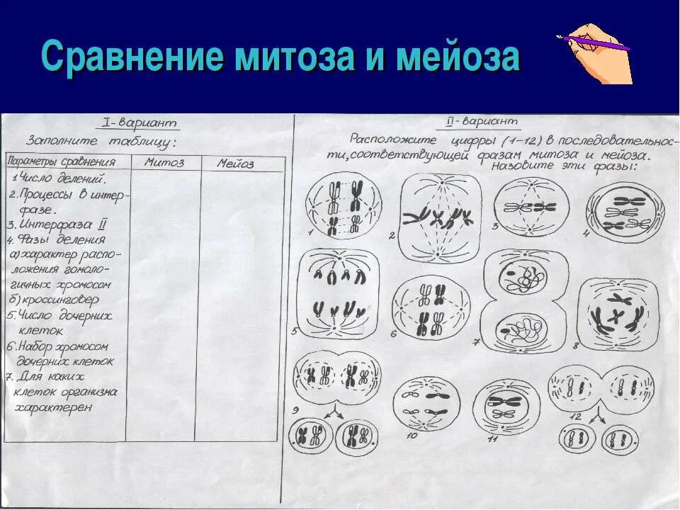 Выбери характеристики мейоза. Сравнение митоза и мейоза. Сходства митоза и мейоза. Сравнительная характеристика митоза и мейоза. Сравнить митоз и мейоз.