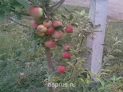 Яблоня лечение