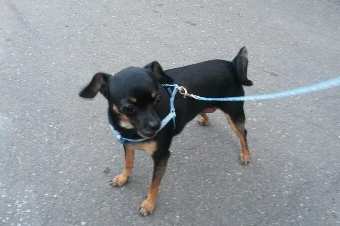 потеряшки город бор