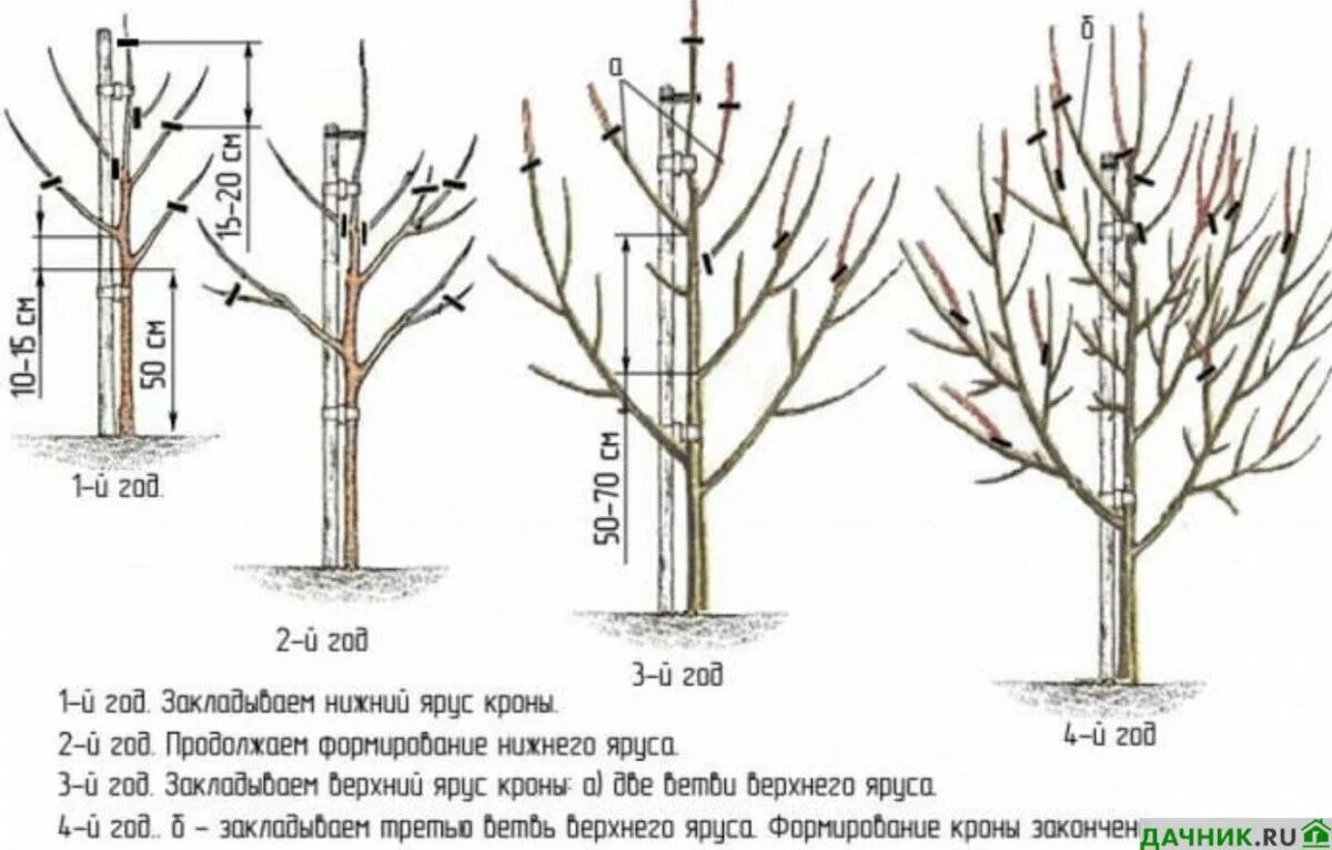 Схема обрезки саженцев яблони. Схема обрезки яблони весной. Схема подрезки яблони. Схема обрезки колоновидной груши.