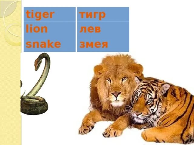 Обезьяна тигр змея. Лев и змея. Лев тигр змея. Тигр Лев характеристика. Кто больше Лев или тигр.
