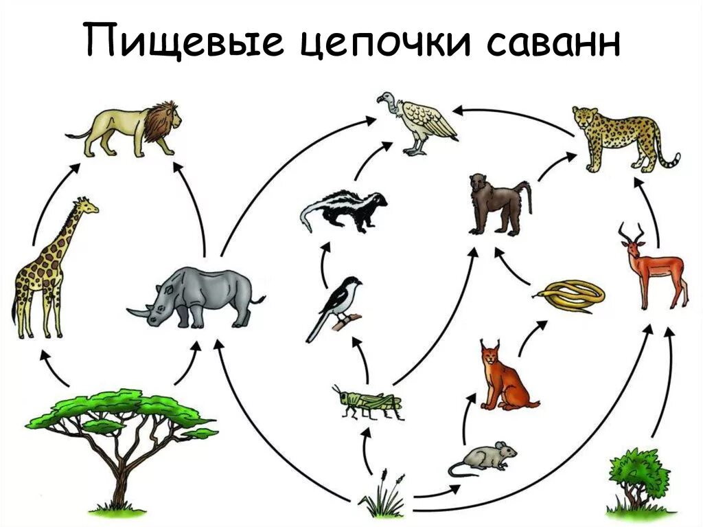 Цепь питания 9 класс