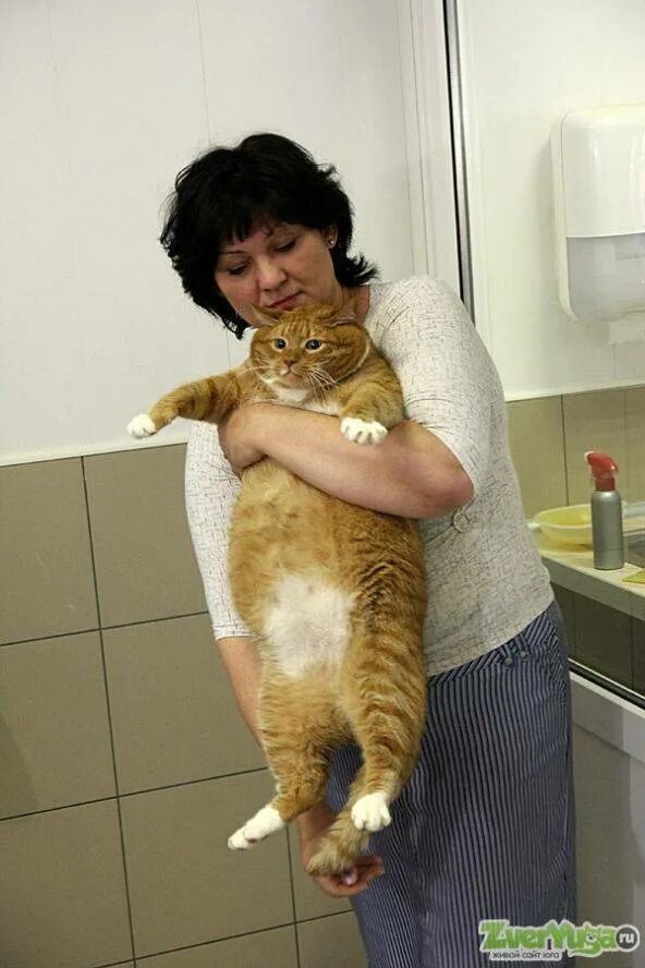 Кошка 12 кг